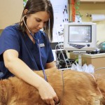 VMSDFW staff examines golden retriever