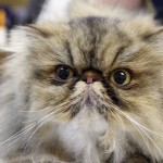 VMSDFW persian cat