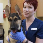 VMSDFW staff and german shepherd